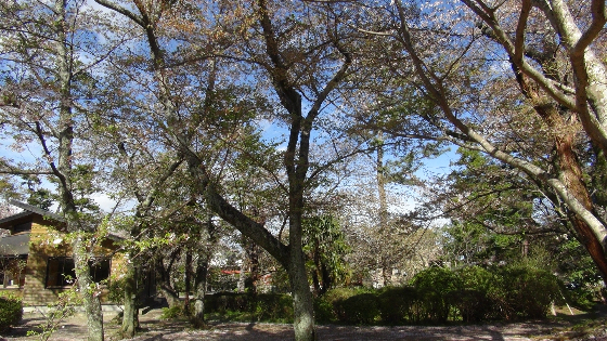 葉桜画像