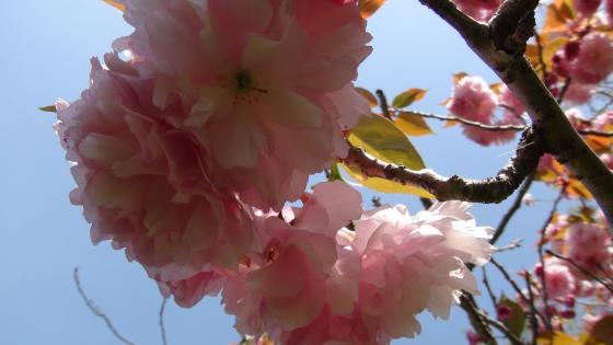 蓮華寺の桜
