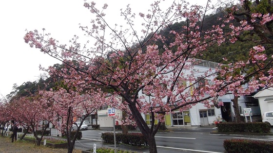 河津郵便局(静岡県賀茂郡河津町笹原)付近の桜