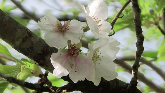 葉桜