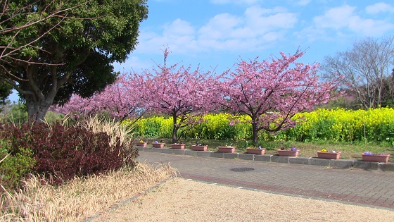 初島の桜(3)