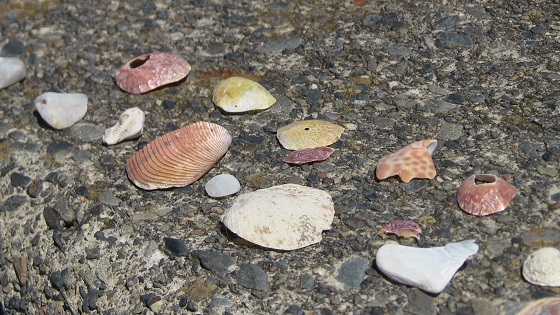 貝殻
