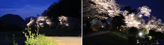 夜桜(2)