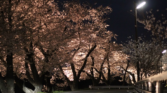 夜桜(3)