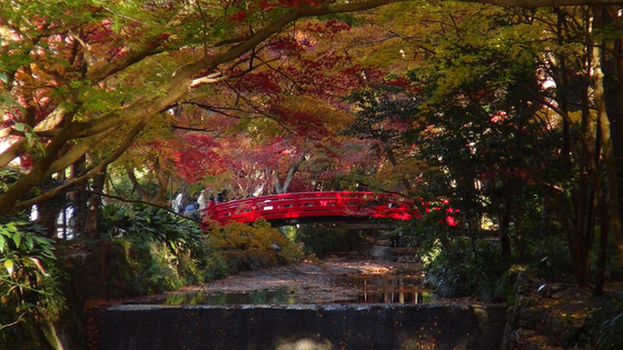 紅葉×赤い橋