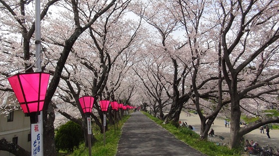 桜トンネル1